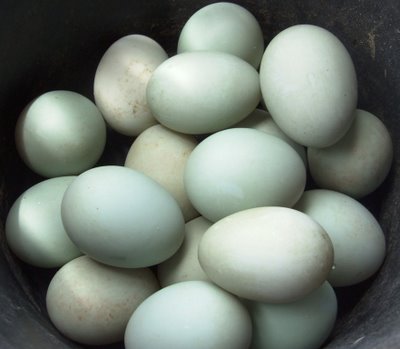 Telur Asin – bebekternak